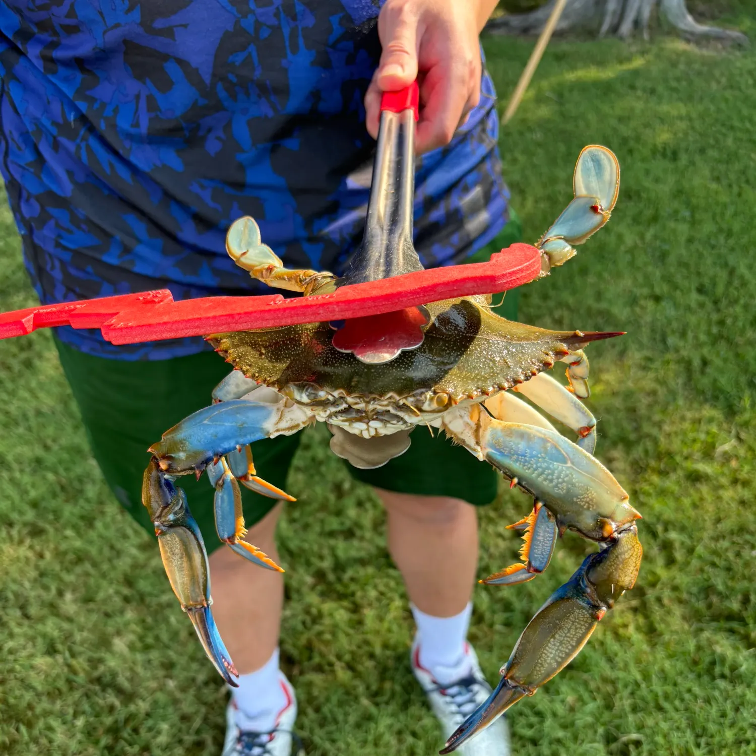 The most recent Blue crab catches on Fishbrain