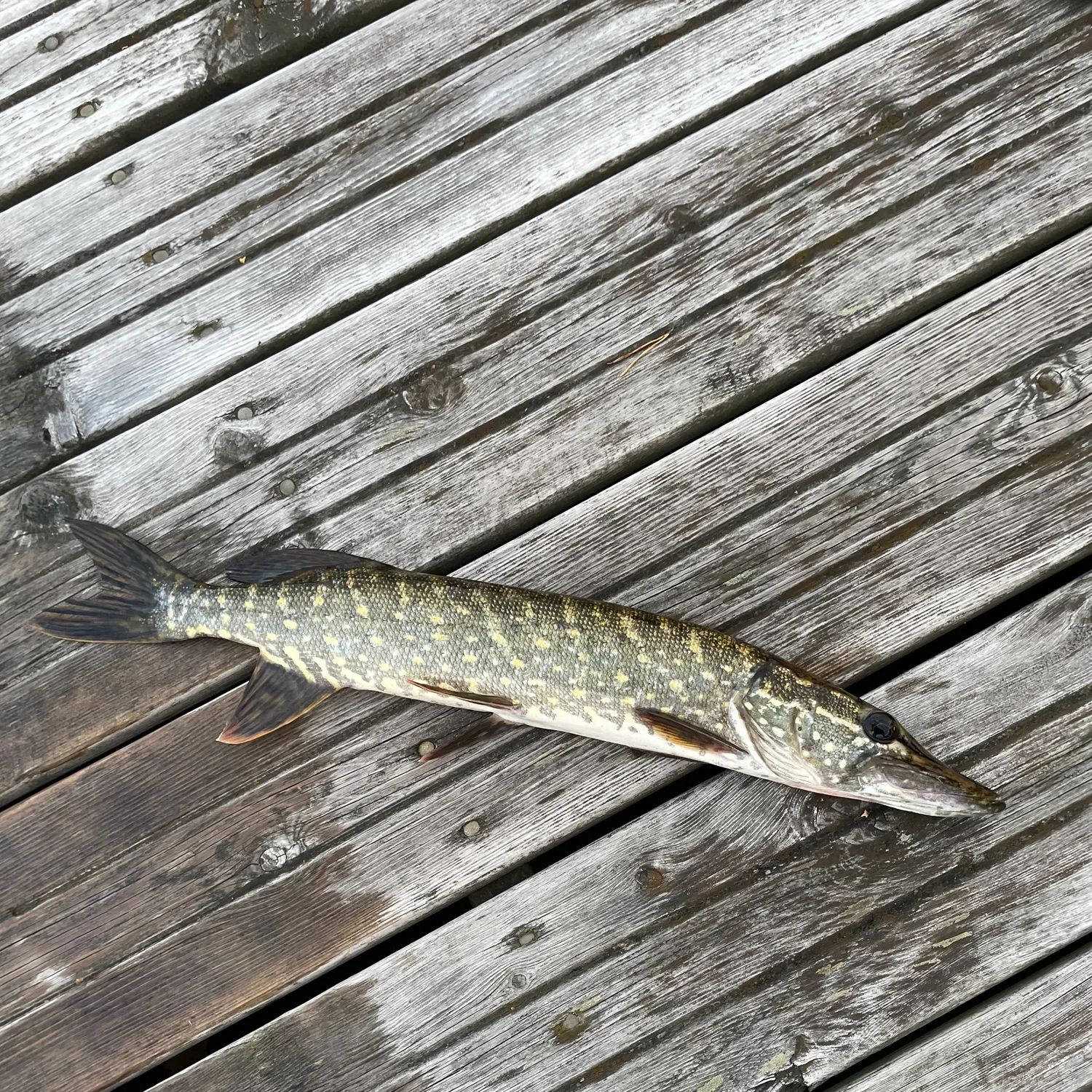 Northern pike caught on Fishbrain