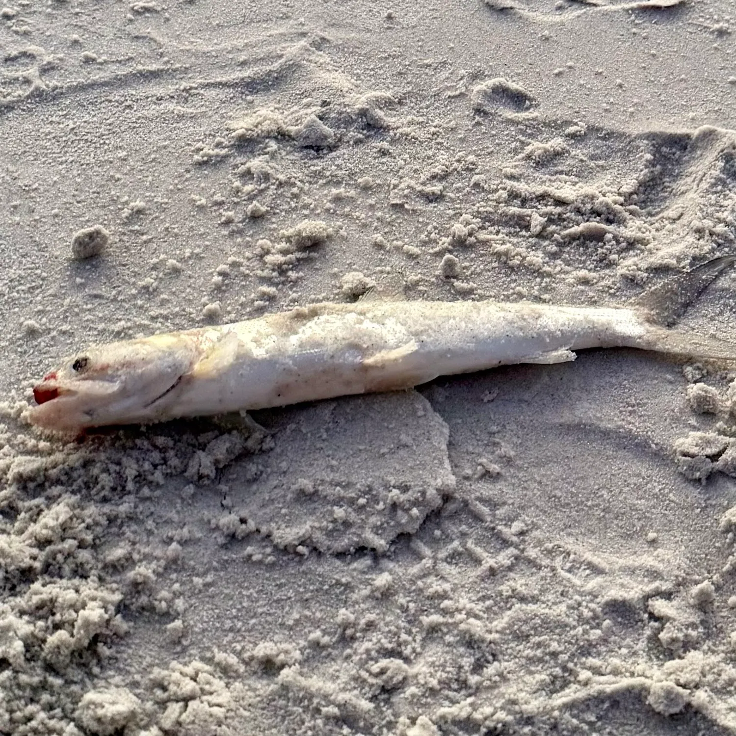 Ladyfish caught on Fishbrain