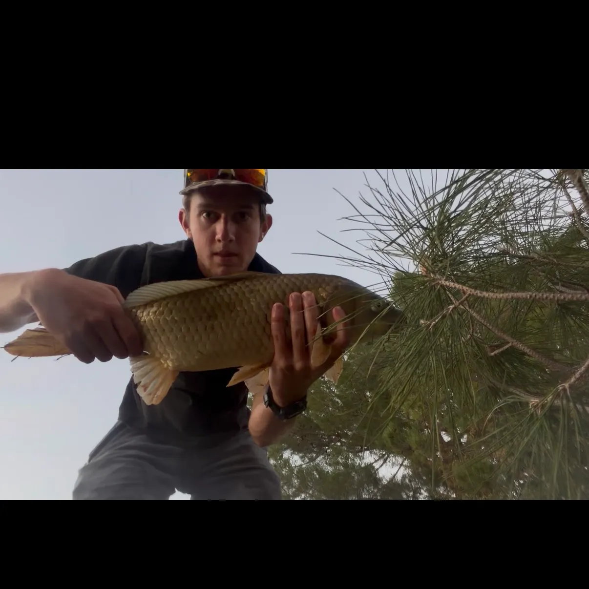 Common carp caught on Fishbrain