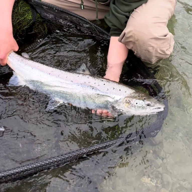 The most recent Atlantic salmon catches on Fishbrain