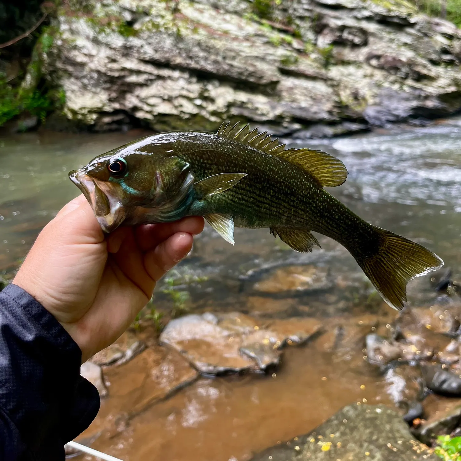 The most recent Redeye bass catches on Fishbrain