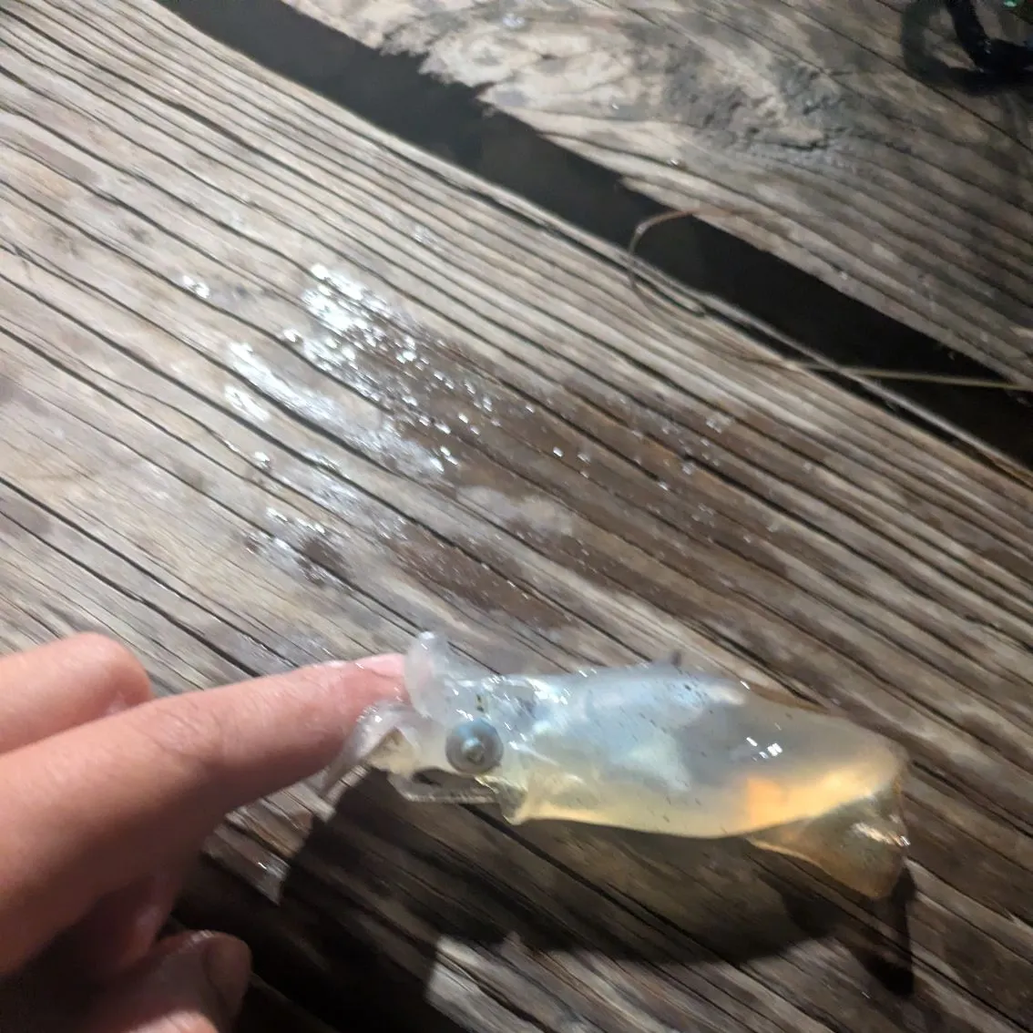 Rainbow trout caught on Fishbrain