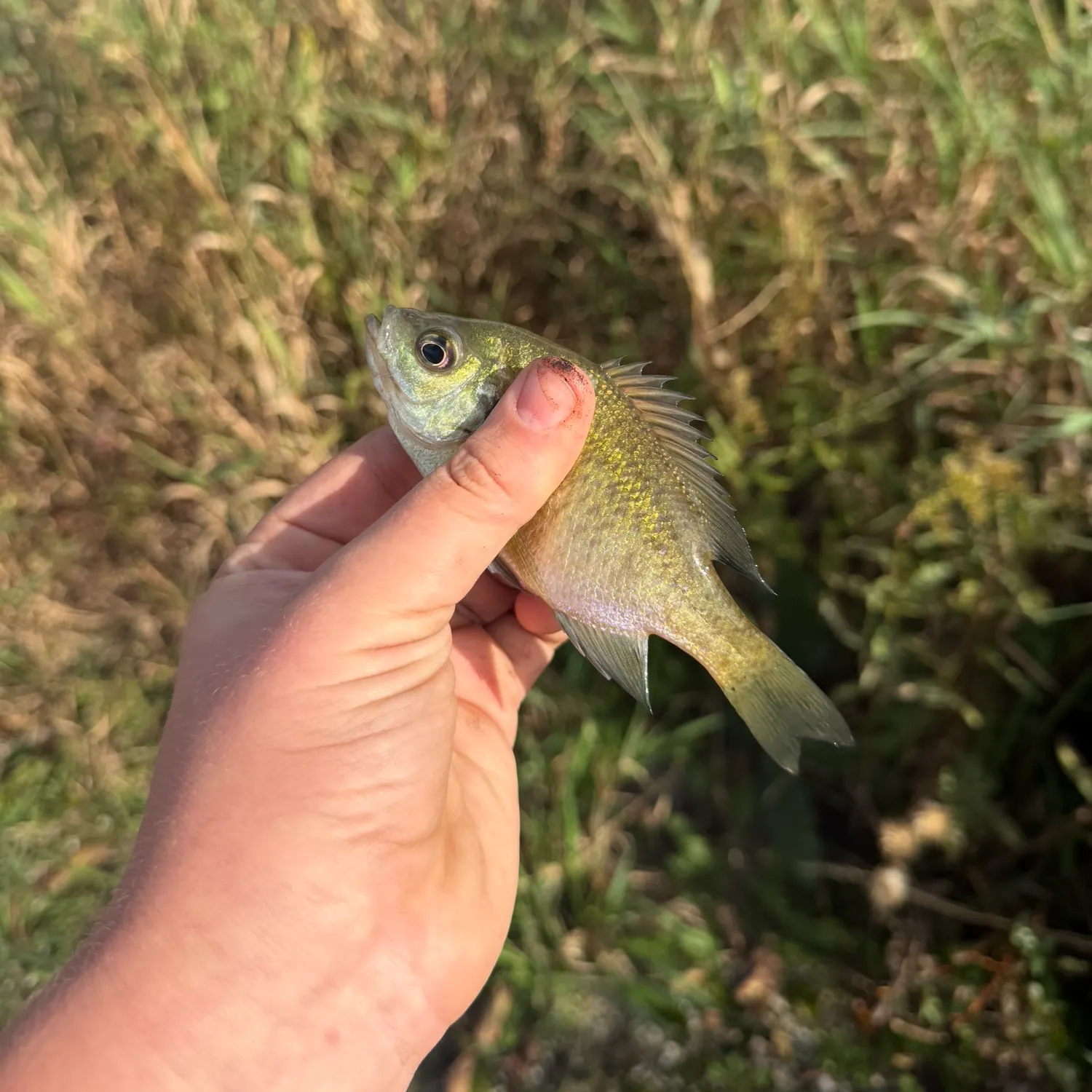 Bluegill caught on Fishbrain