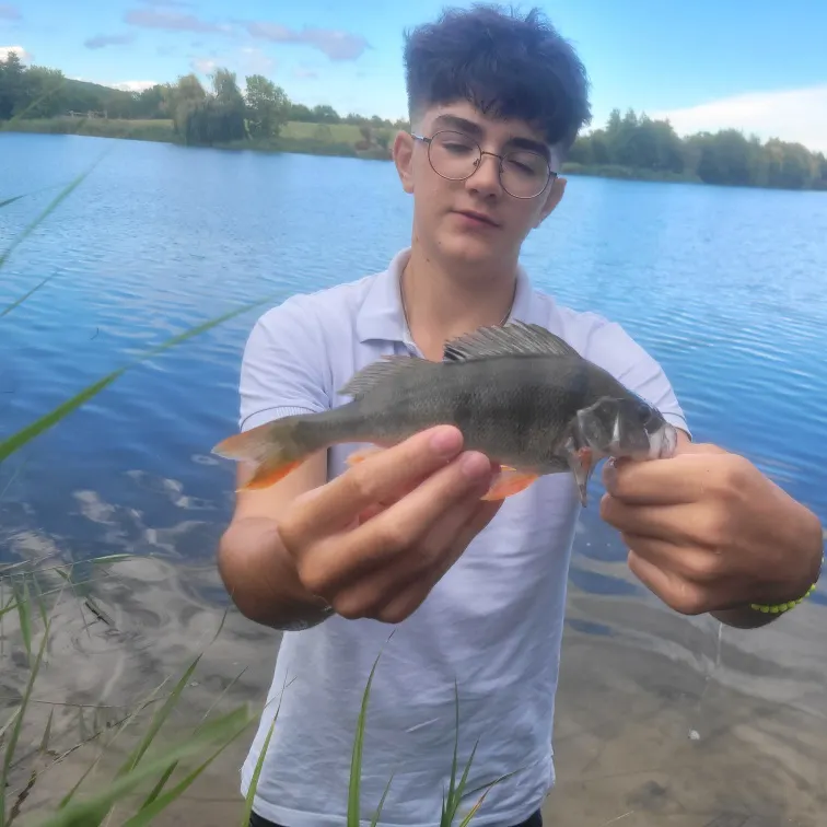 European perch caught on Fishbrain