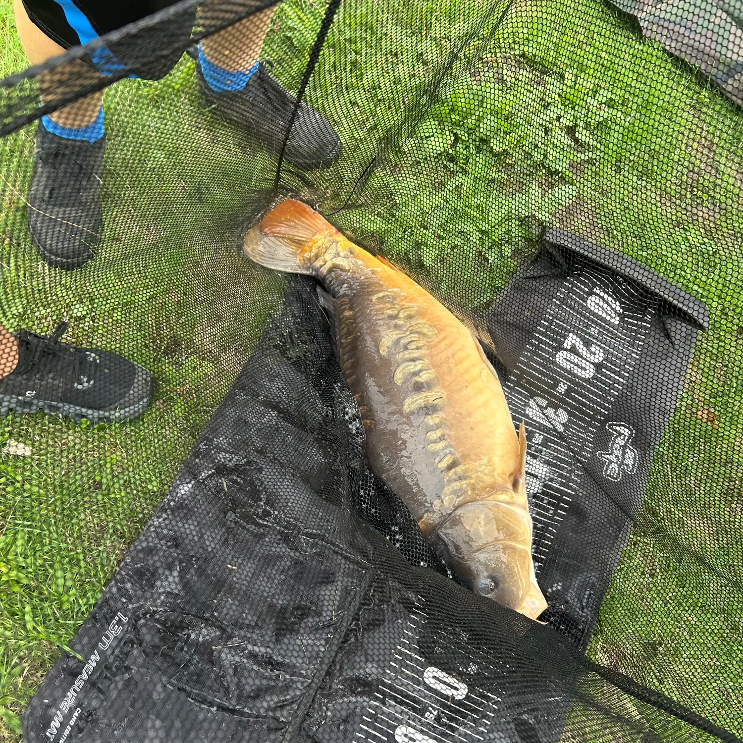 Common carp caught on Fishbrain