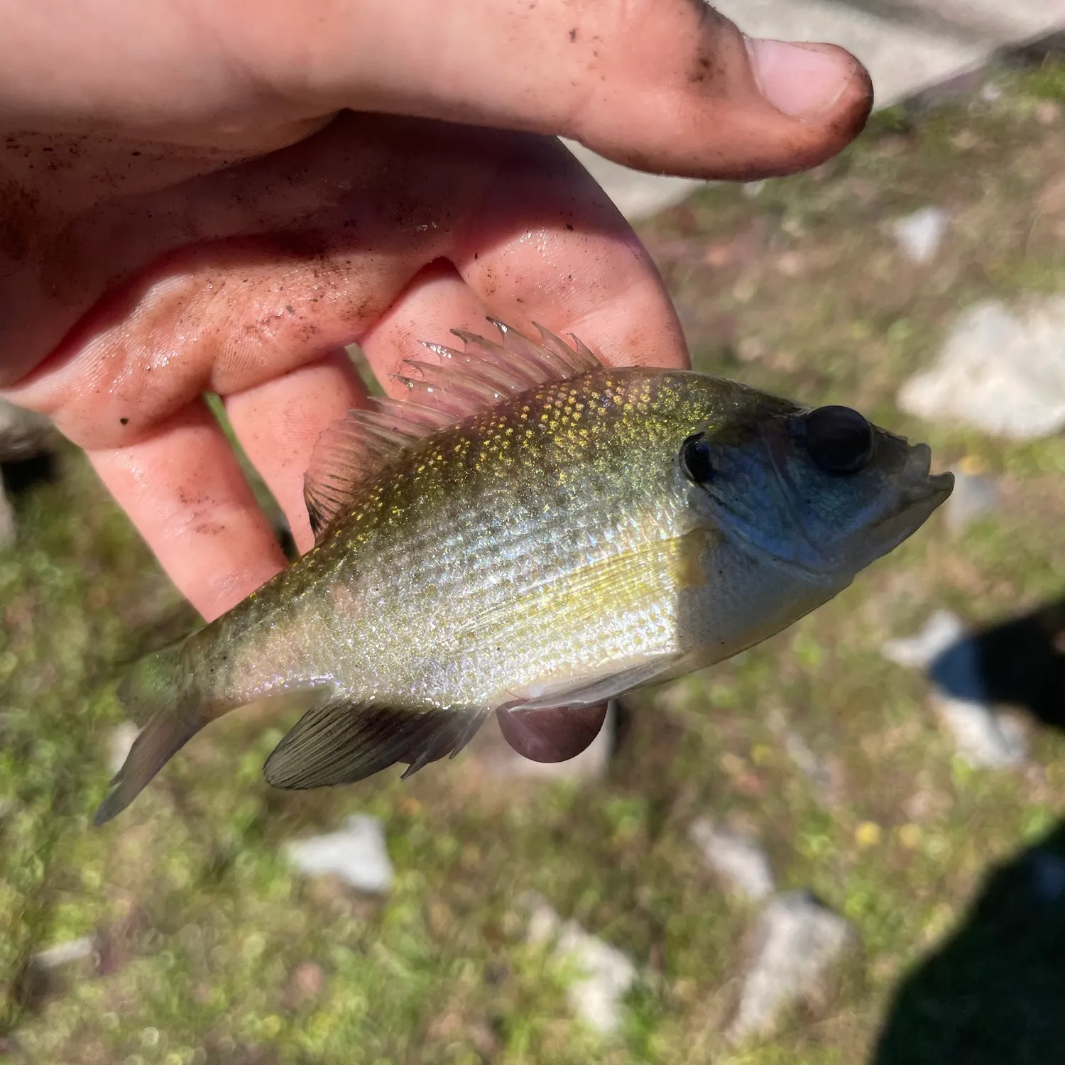 Green sunfish caught on Fishbrain