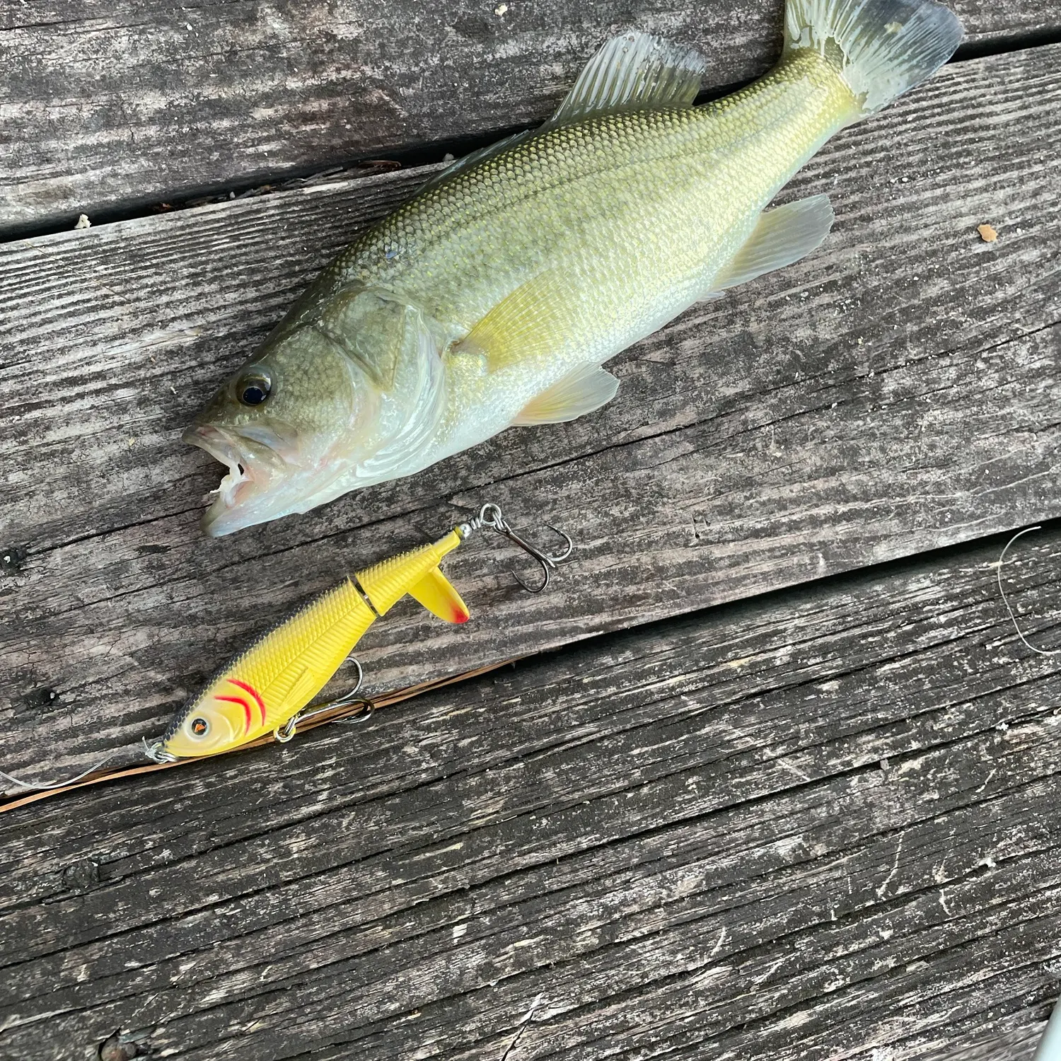 Largemouth bass caught on Fishbrain