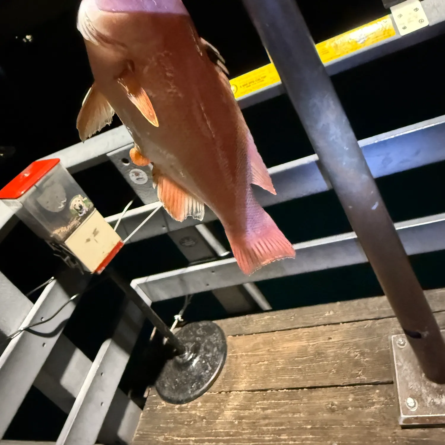 The most recent California sheephead catches on Fishbrain