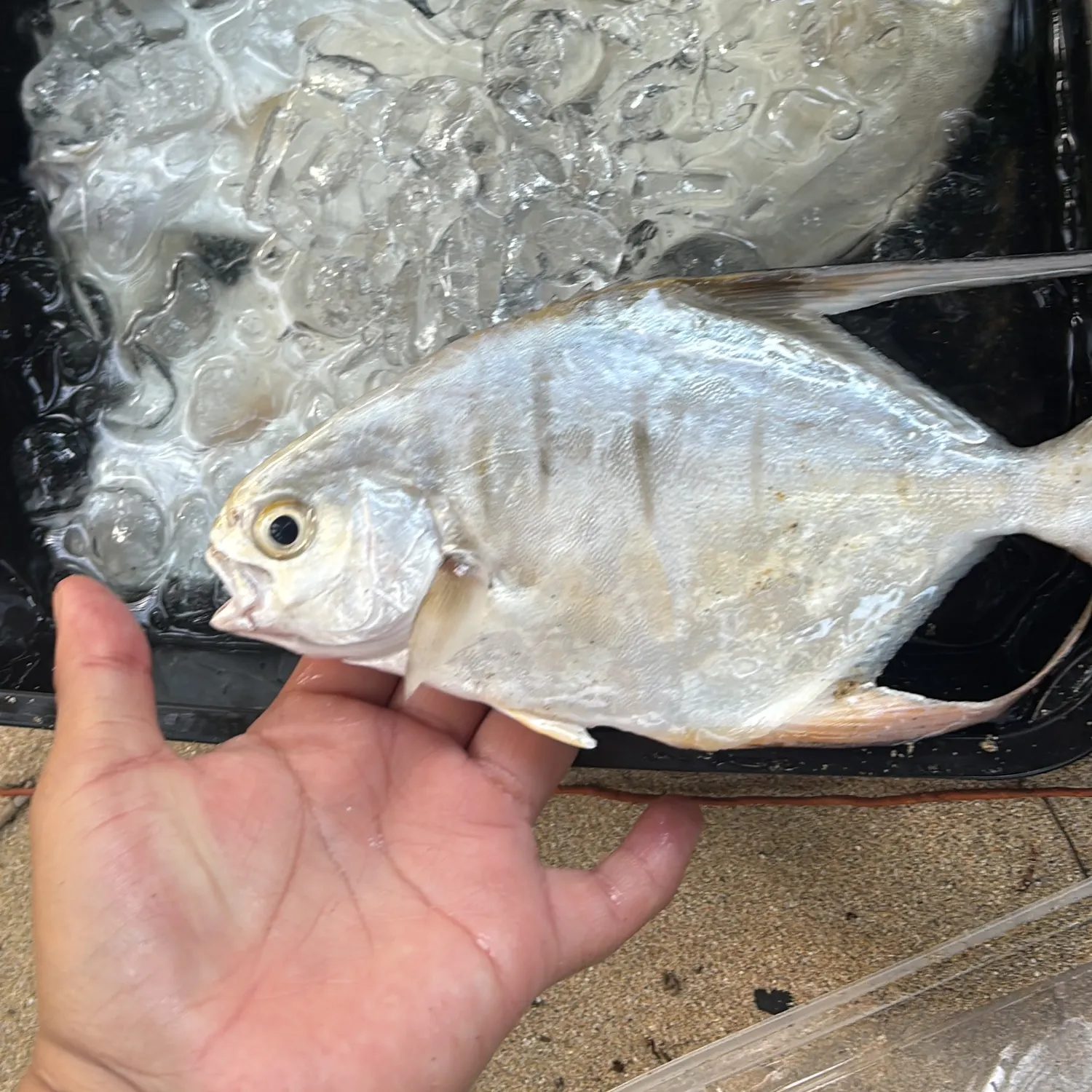 The most recent Palometa catches on Fishbrain
