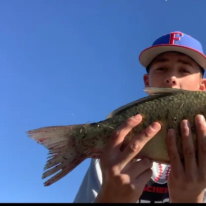 The most recent Smallmouth buffalo catches on Fishbrain
