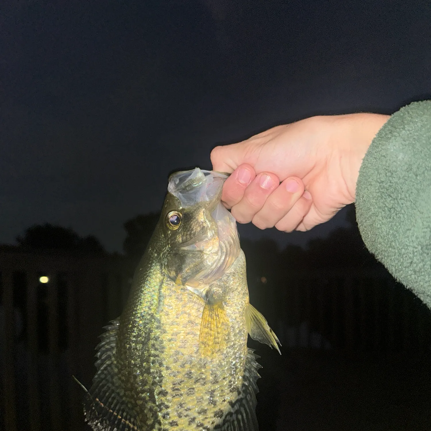 Black crappie caught on Fishbrain