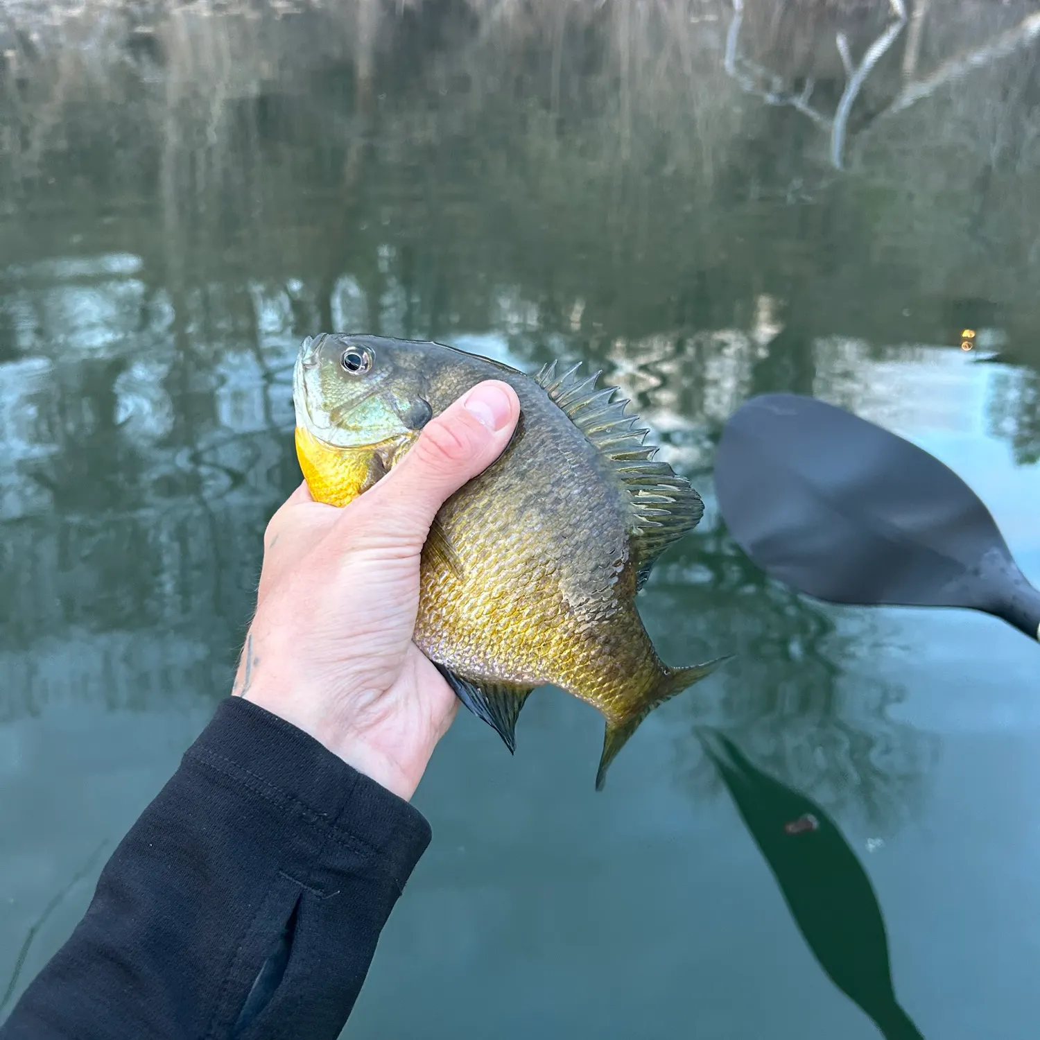 The most recent Redbreast sunfish catches on Fishbrain