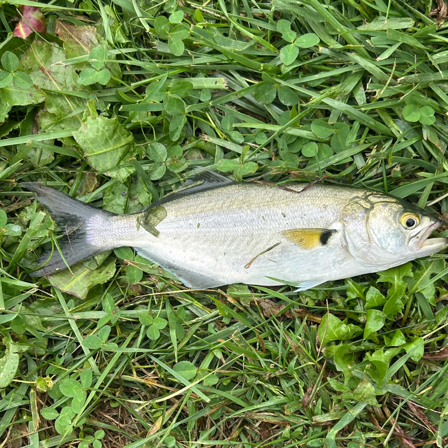 Bluefish caught on Fishbrain
