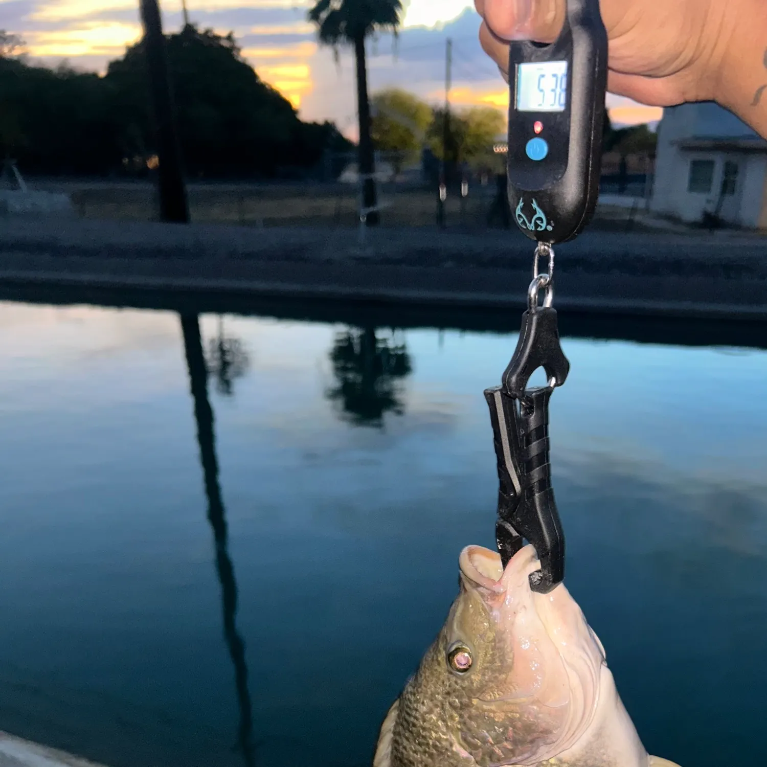 Nile tilapia caught on Fishbrain