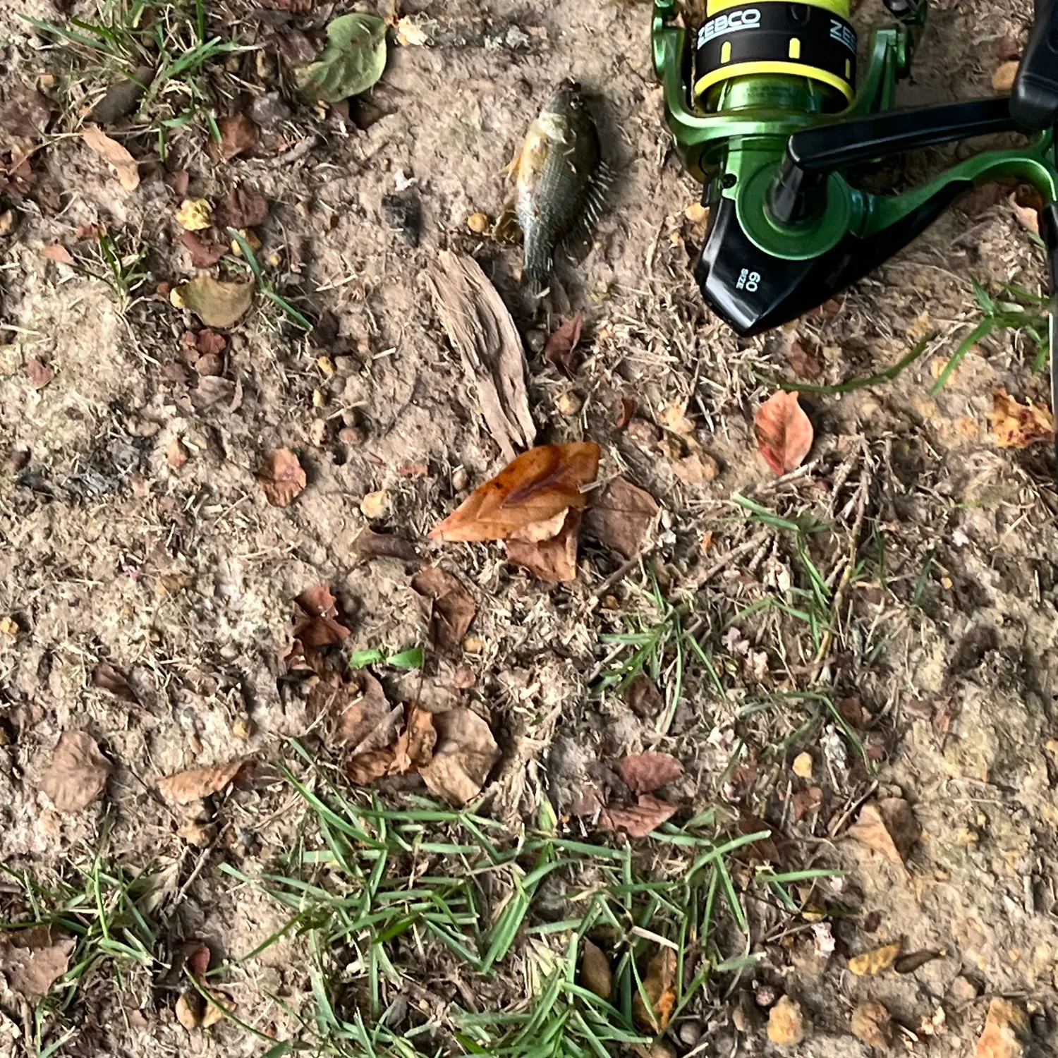 Green sunfish caught on Fishbrain