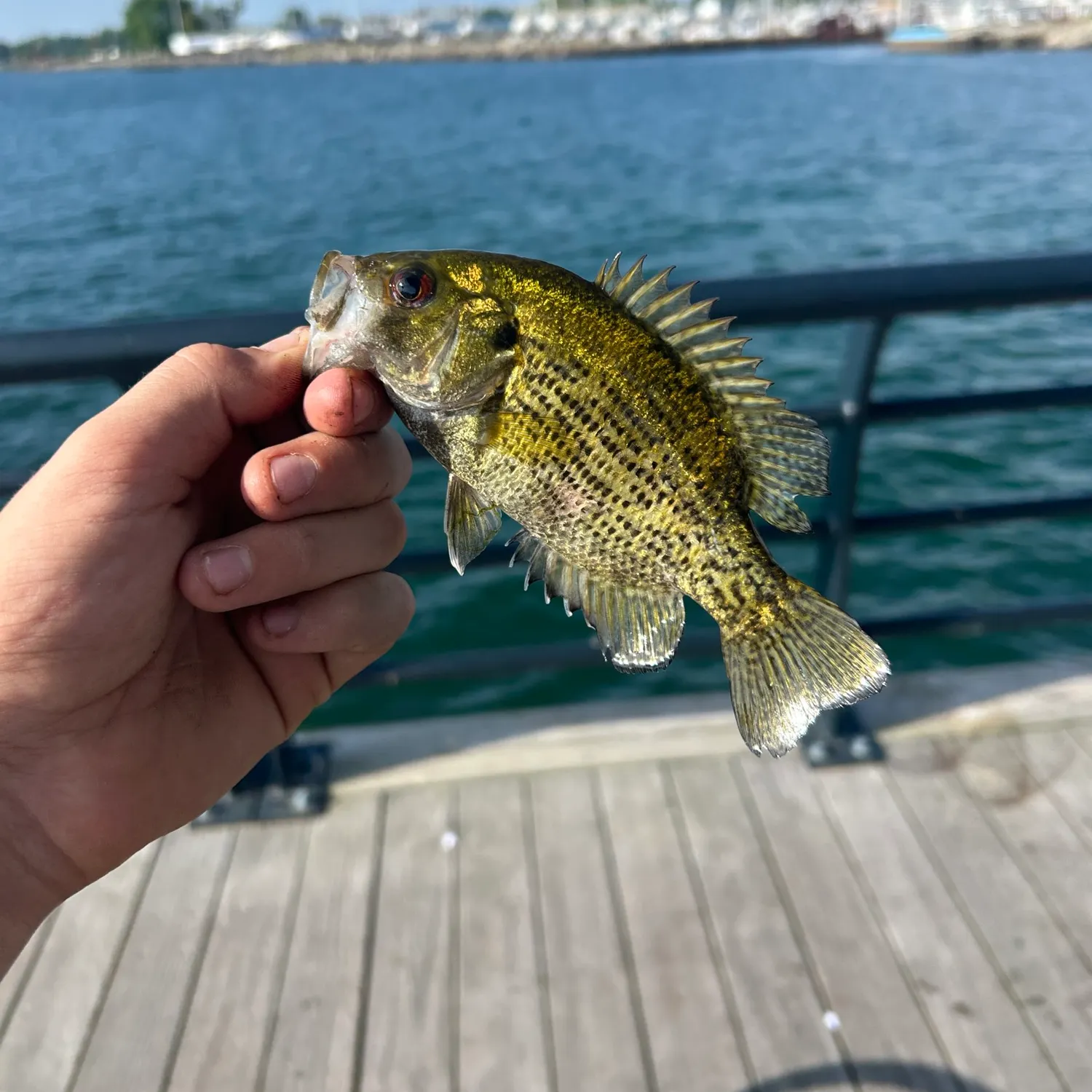 catch