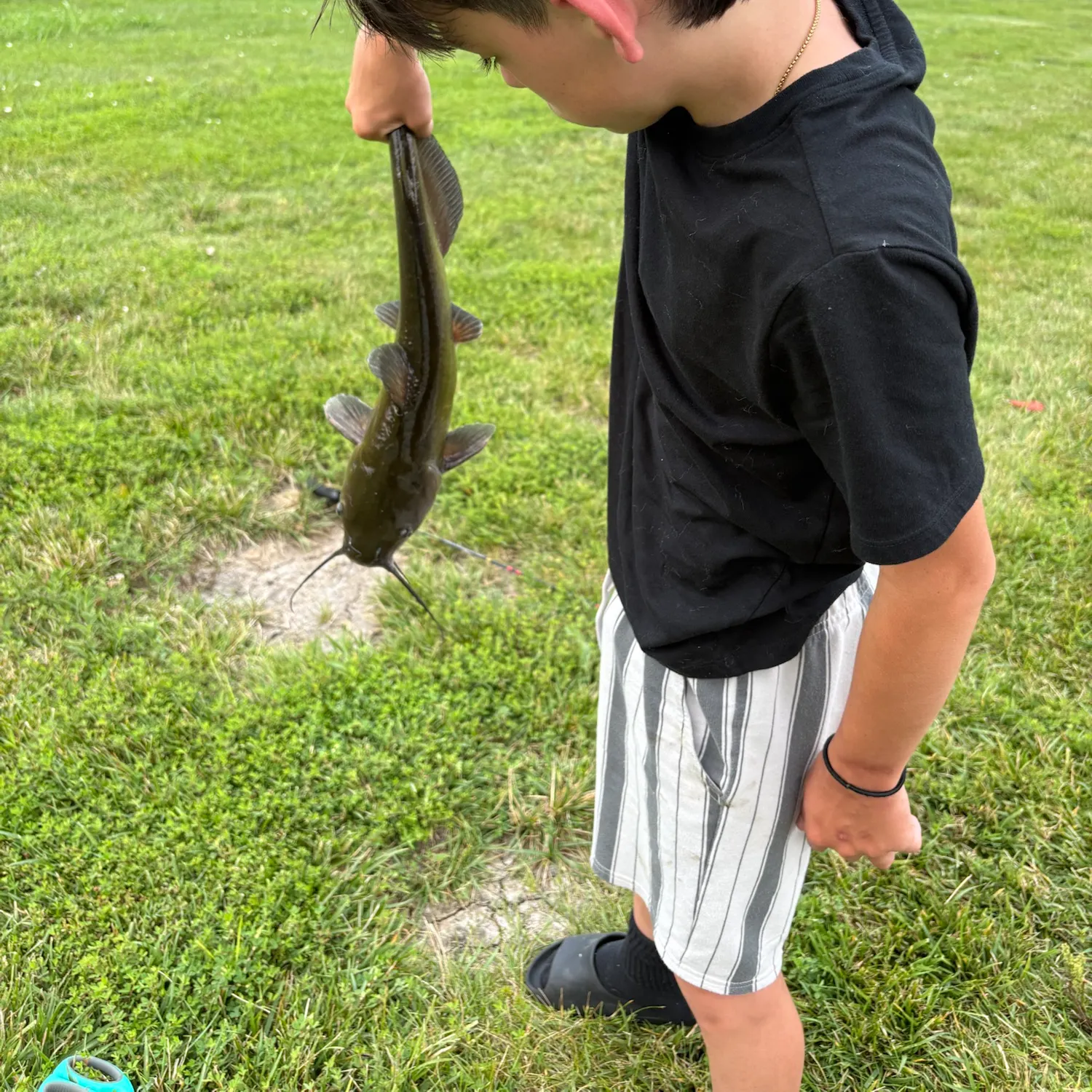 Flathead catfish caught on Fishbrain