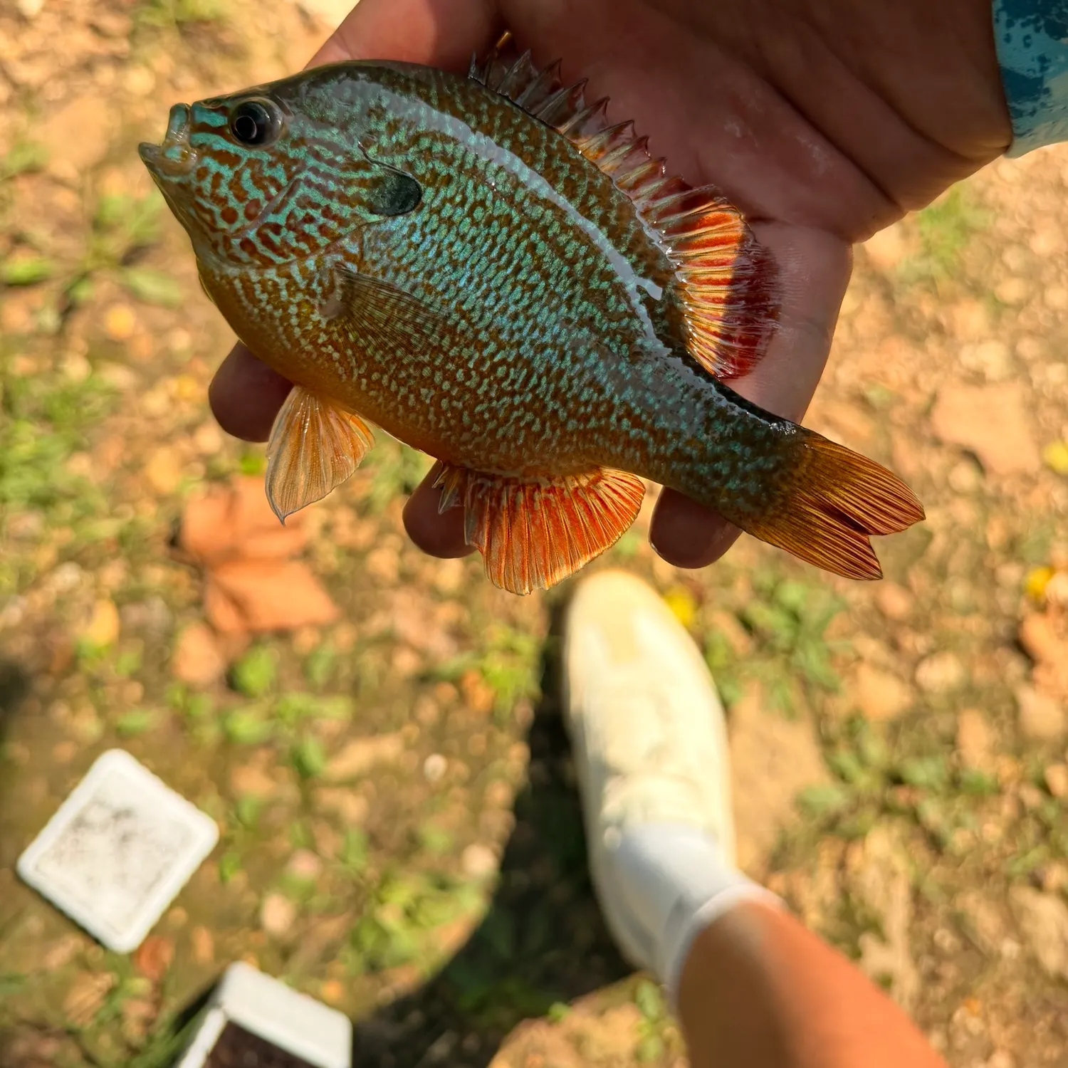 Longear sunfish caught on Fishbrain