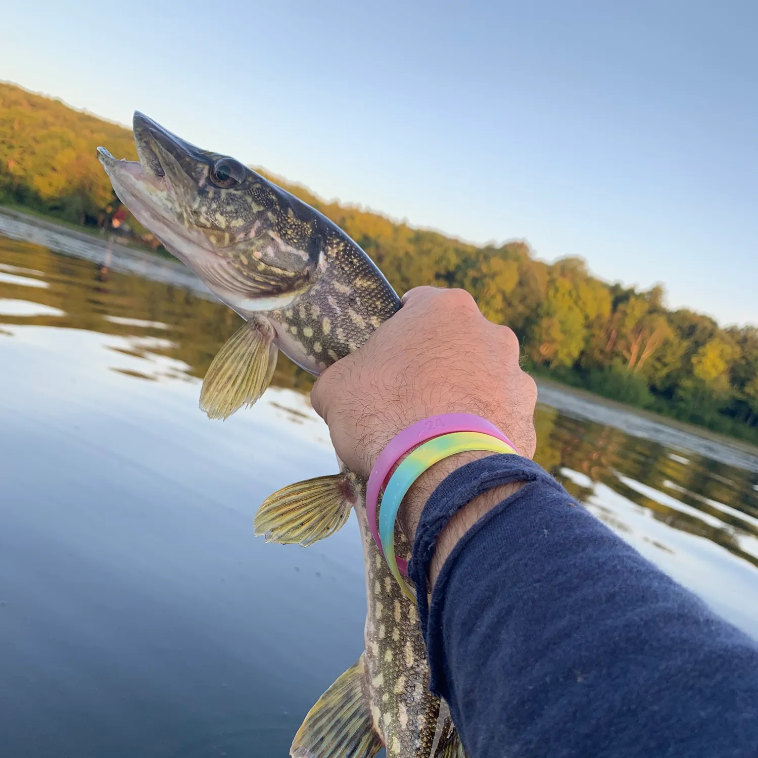 Northern pike caught on Fishbrain