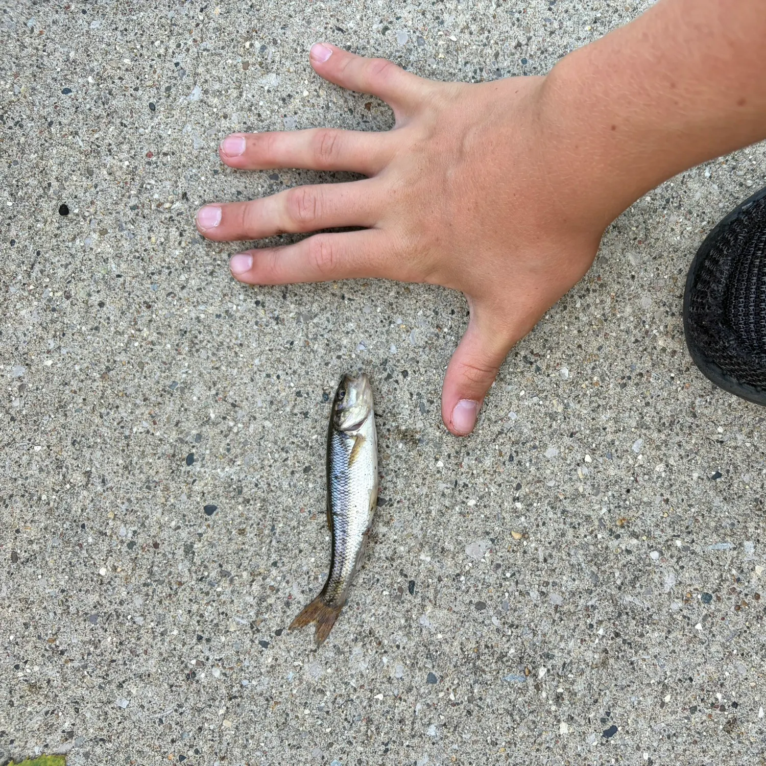 Creek chub caught on Fishbrain