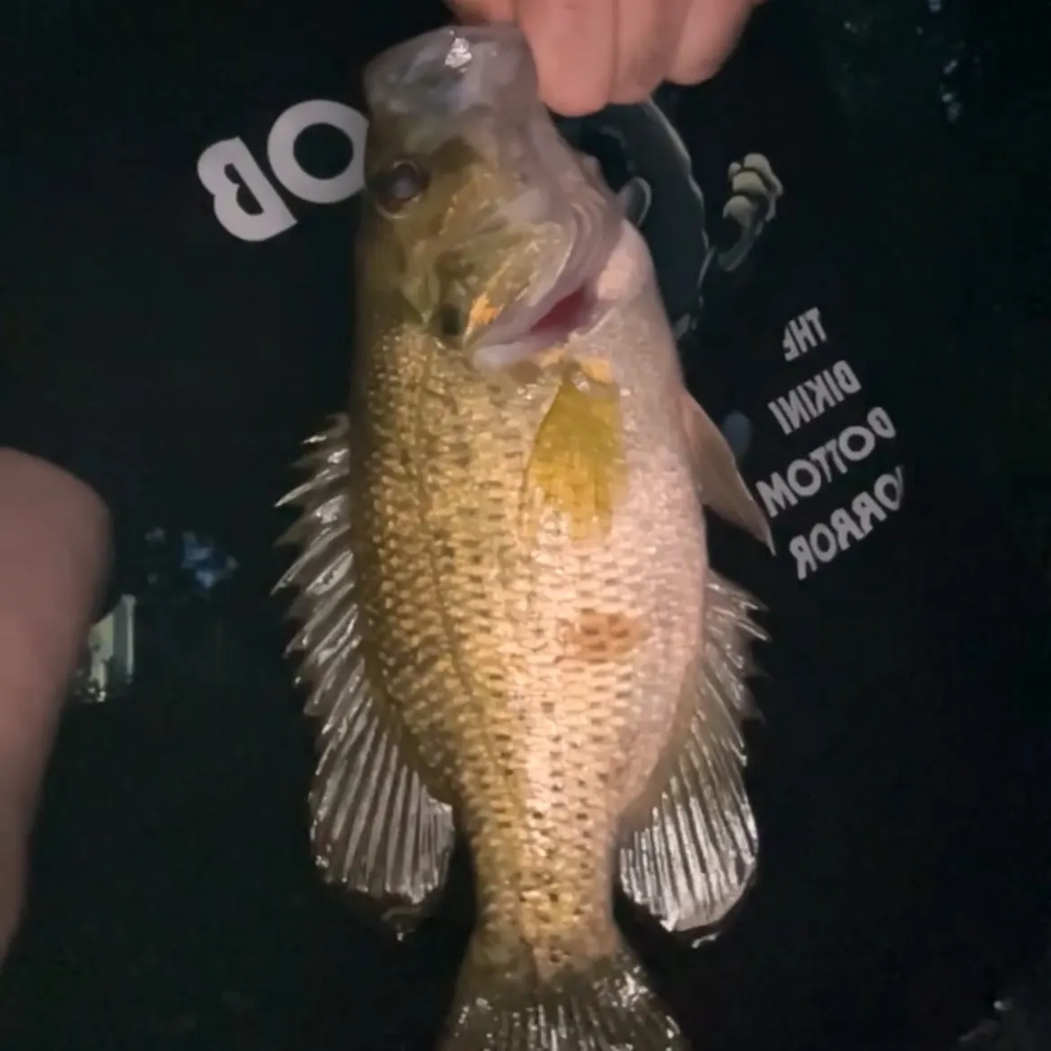 Rock bass caught on Fishbrain