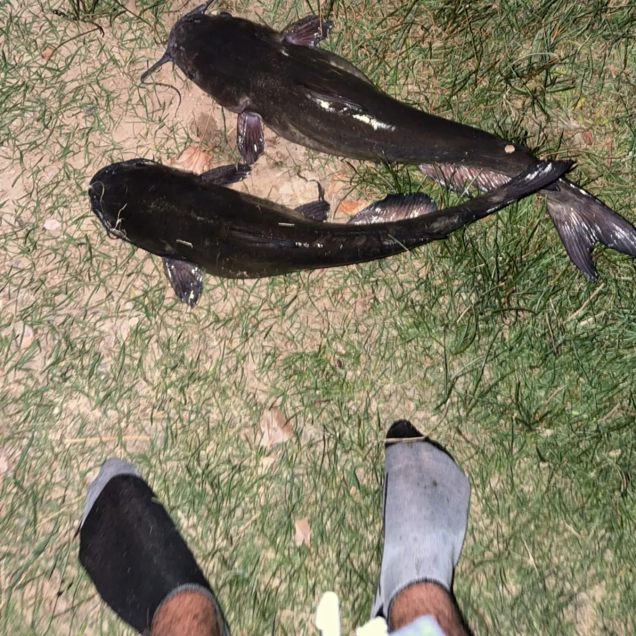 Channel catfish caught on Fishbrain