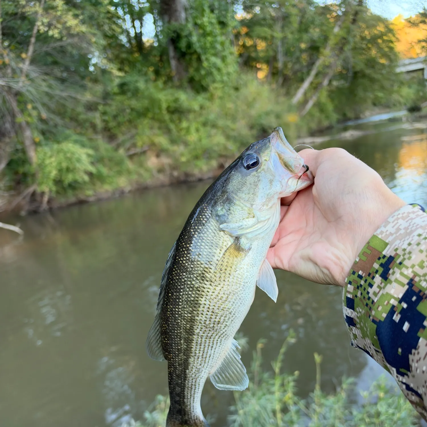 Alabama bass caught on Fishbrain