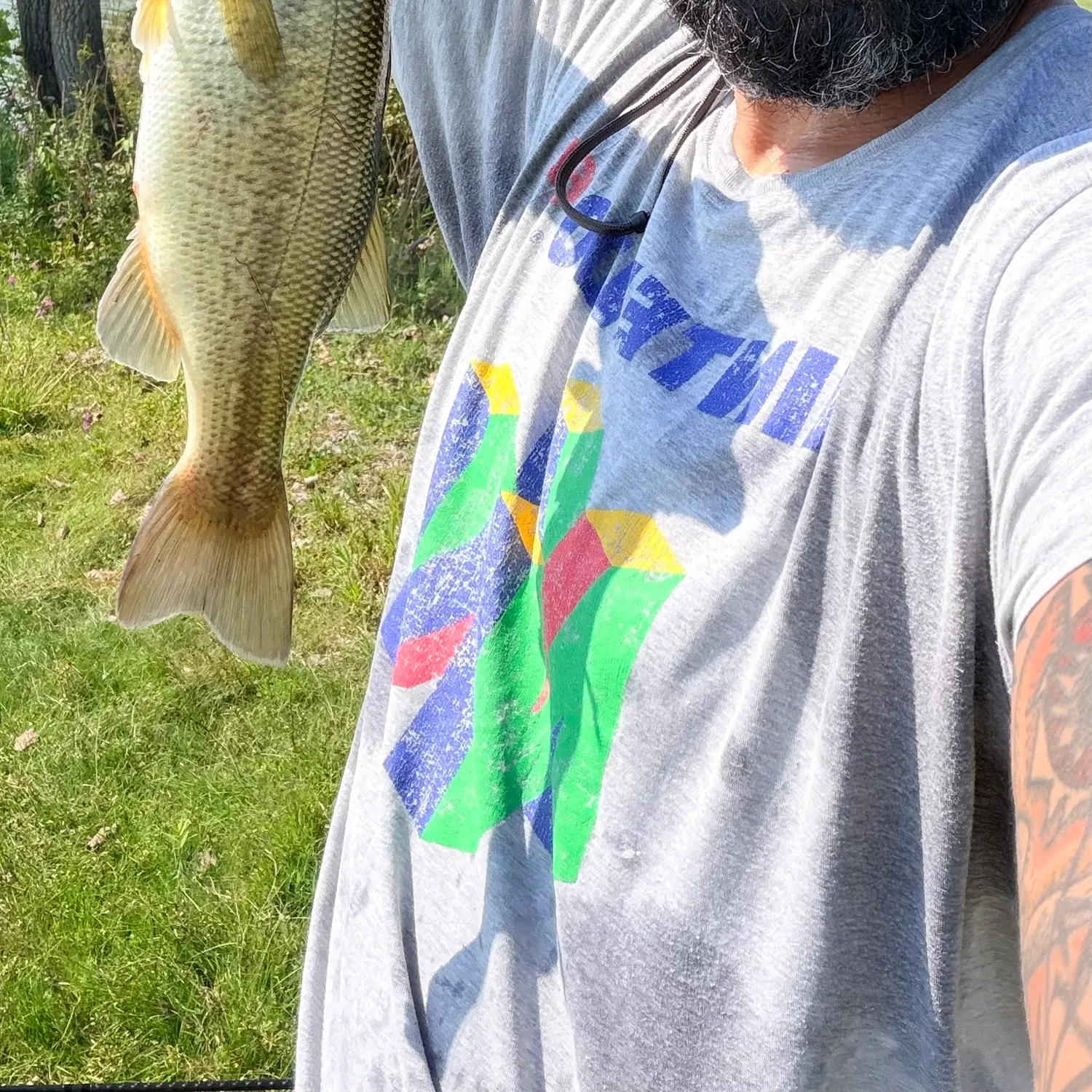 Largemouth bass caught on Fishbrain