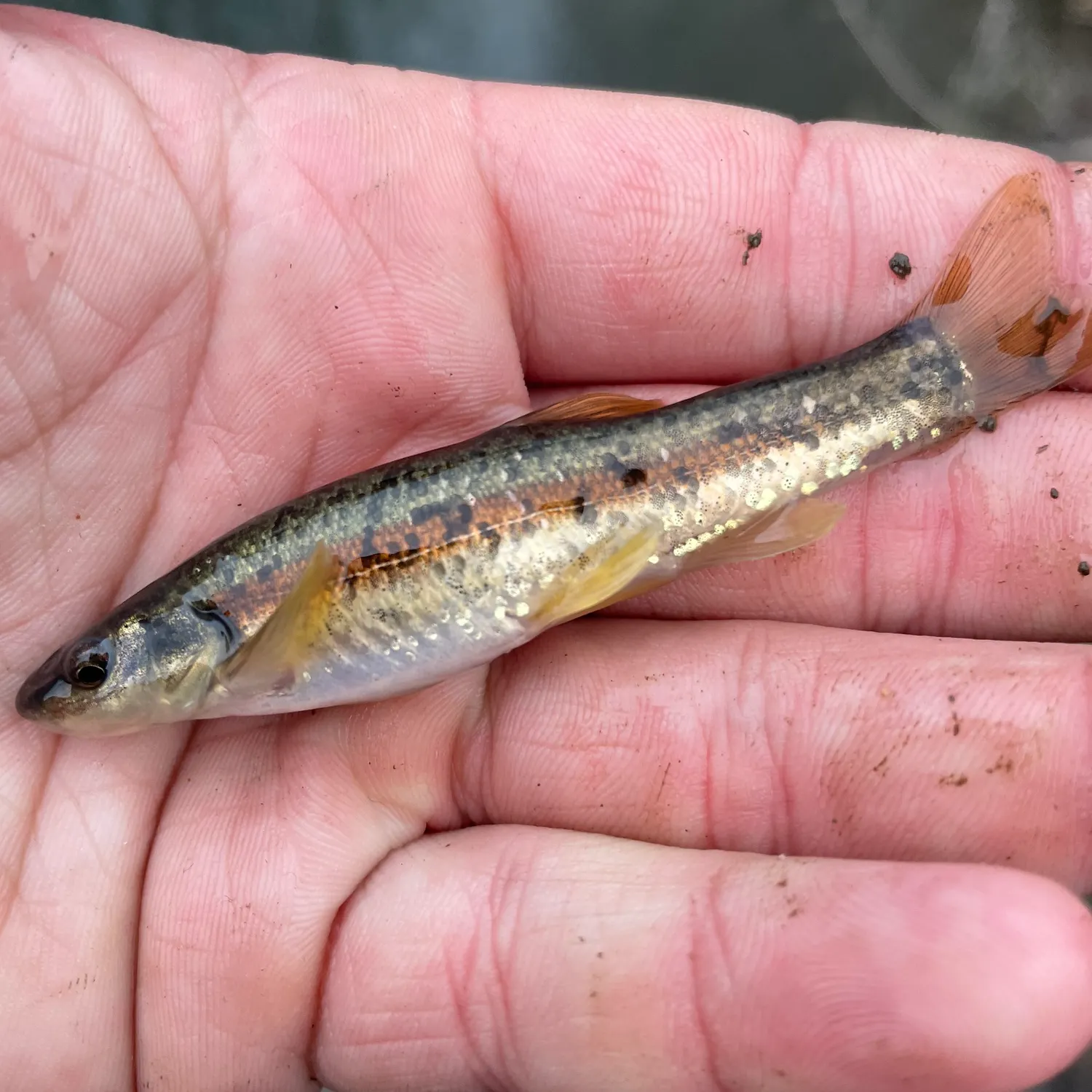 The most recent Western blacknose dace catches on Fishbrain