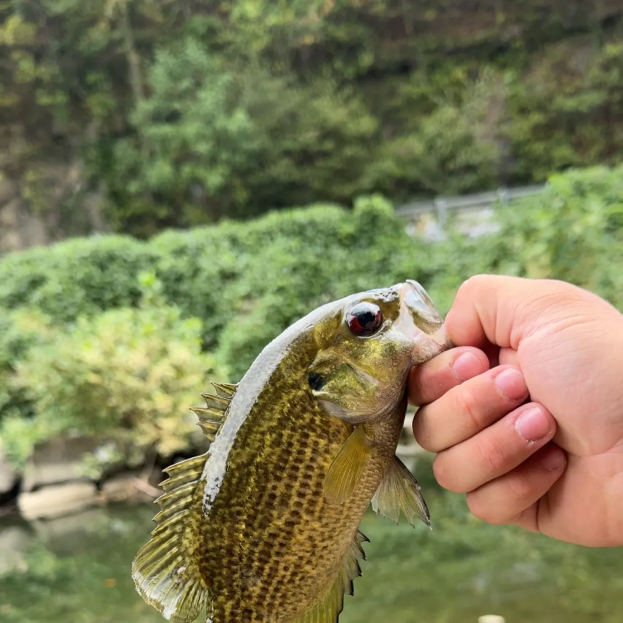 Rock bass caught on Fishbrain