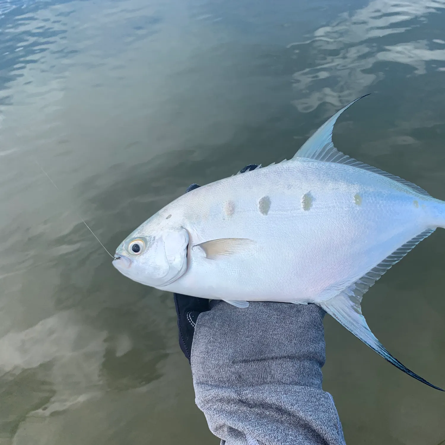 most liked catch image