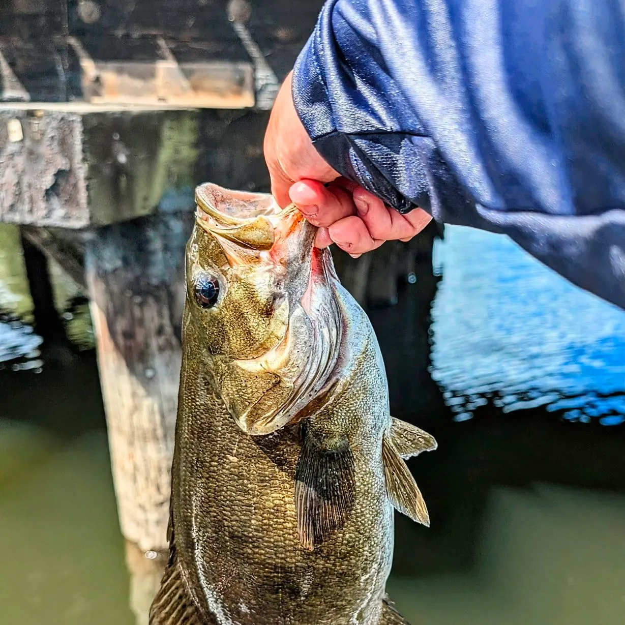 Smallmouth bass caught on Fishbrain