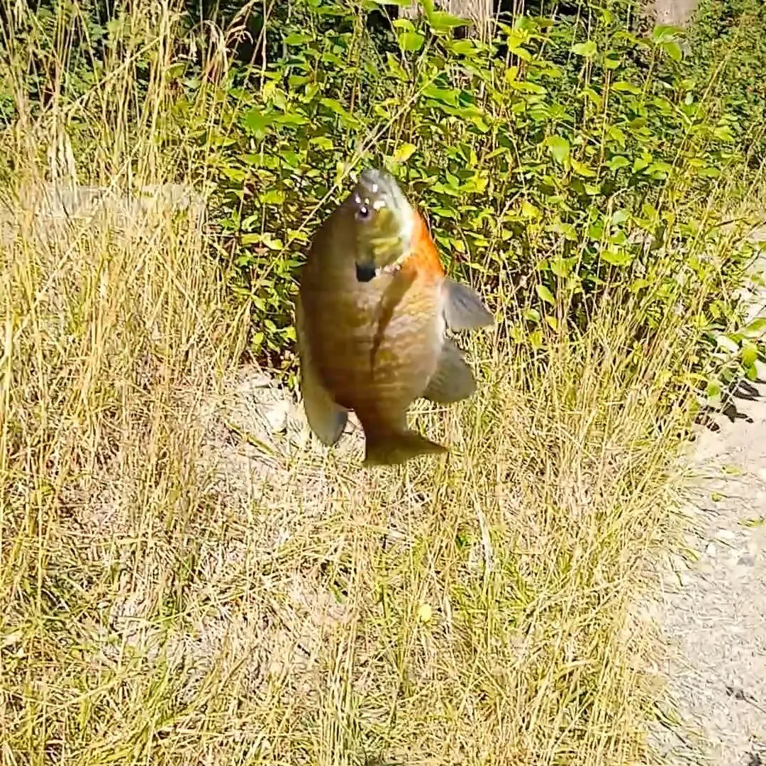 Bluegill caught on Fishbrain