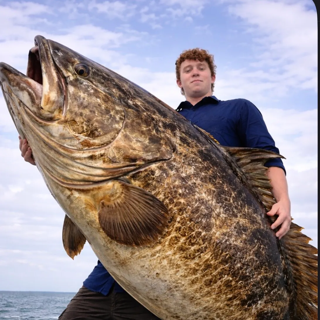 The most recent Atlantic goliath grouper catches on Fishbrain