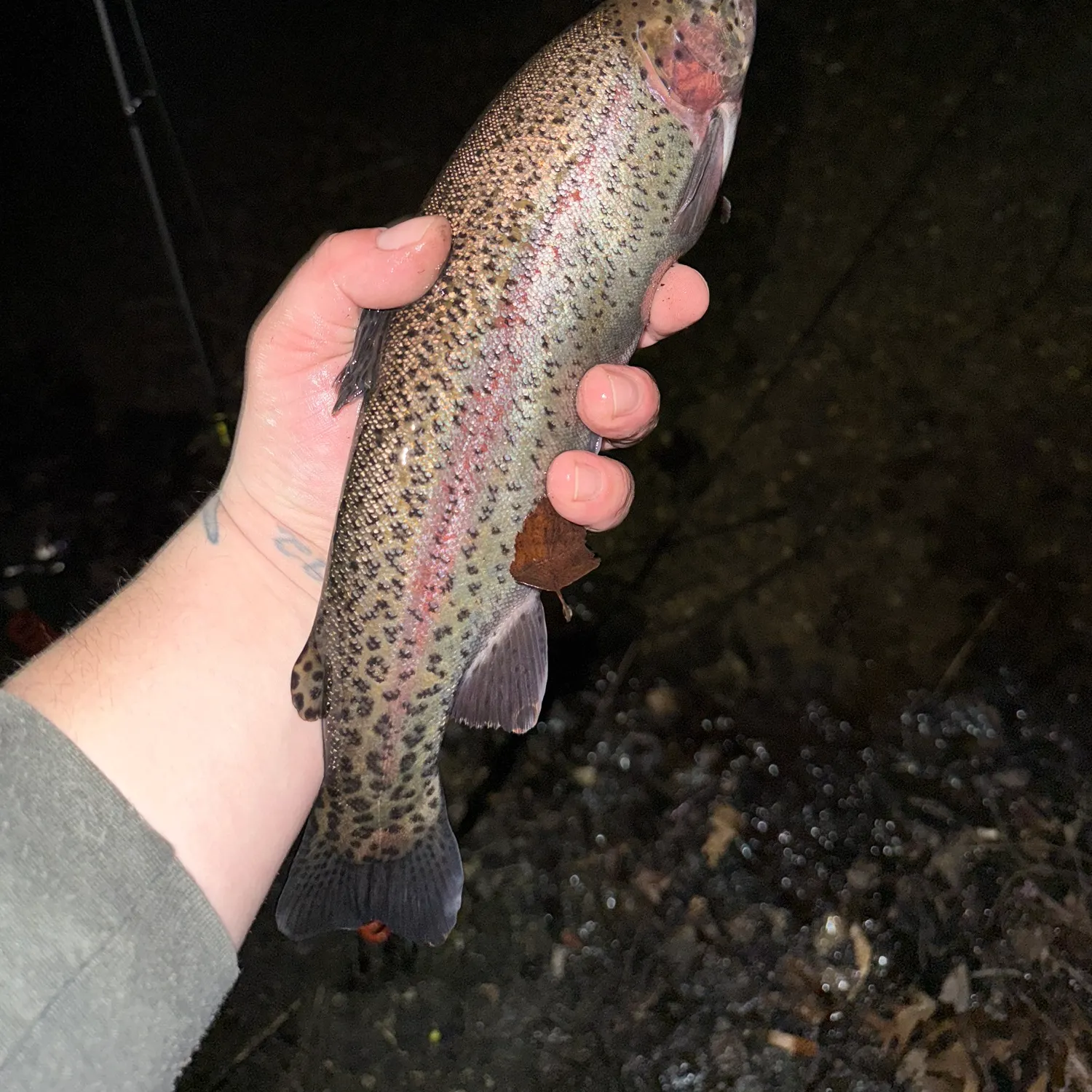 The most recent Rainbow trout catches on Fishbrain