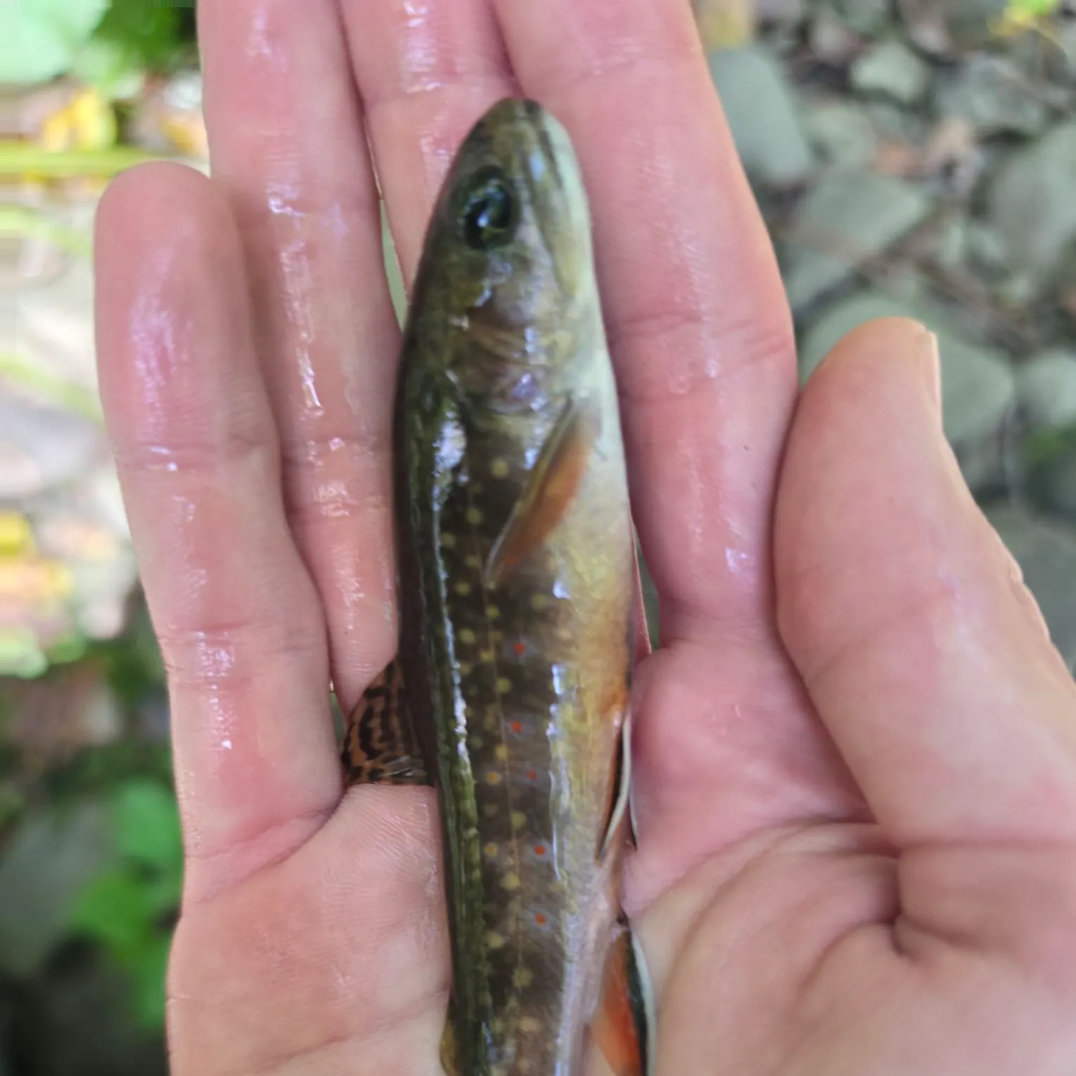 Brook trout caught on Fishbrain