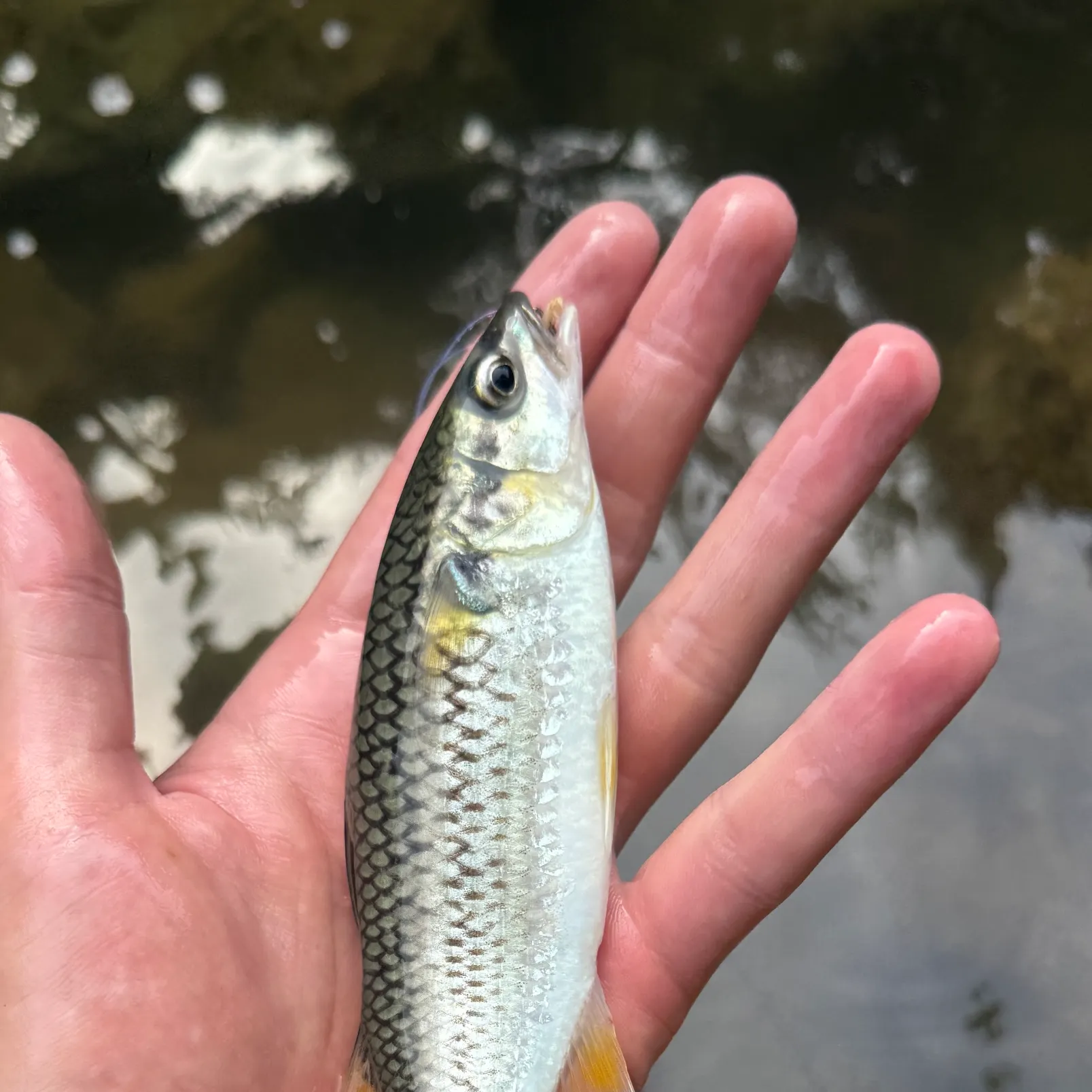 The most recent Mountain mullet catches on Fishbrain