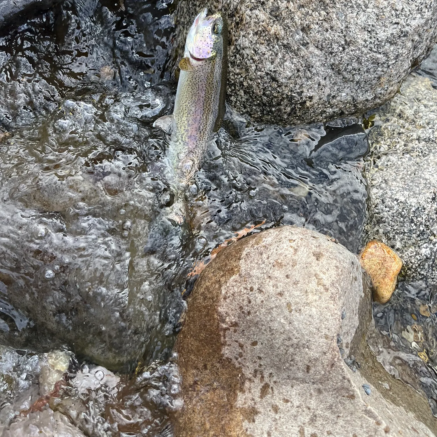 The most recent Columbia river redband trout catches on Fishbrain
