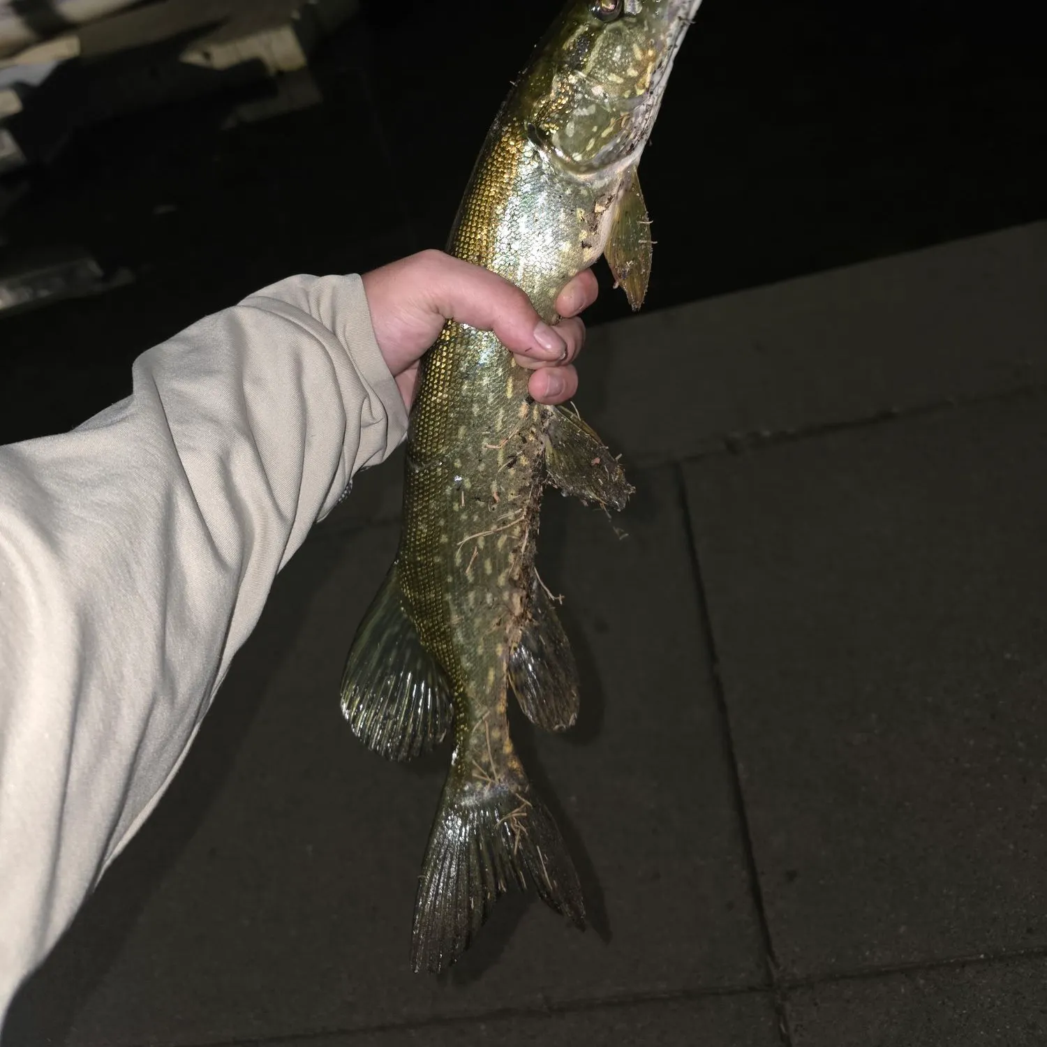 Northern pike caught on Fishbrain
