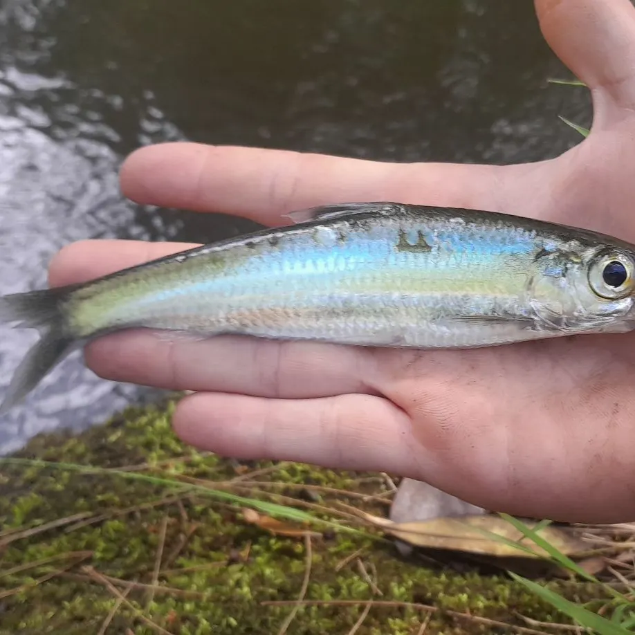 The most recent Atlantic herring catches on Fishbrain