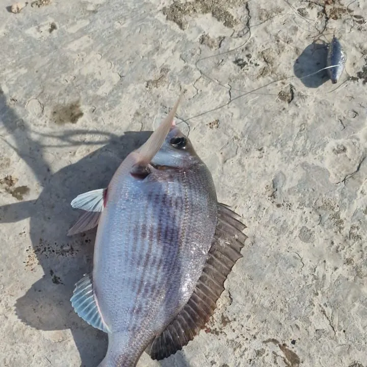 Black seabream caught on Fishbrain