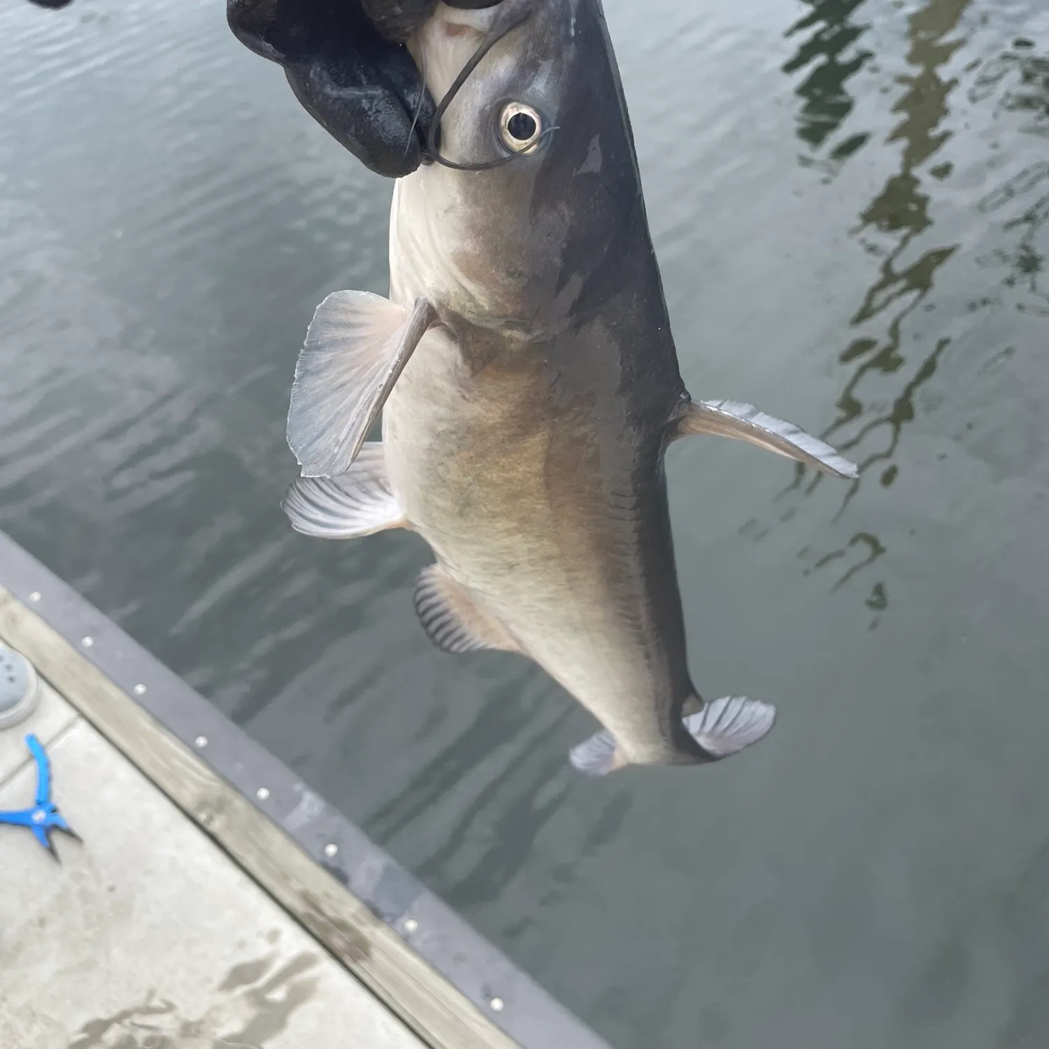 Channel catfish caught on Fishbrain