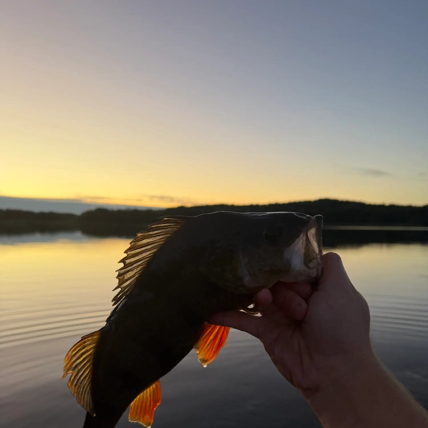 European perch caught on Fishbrain