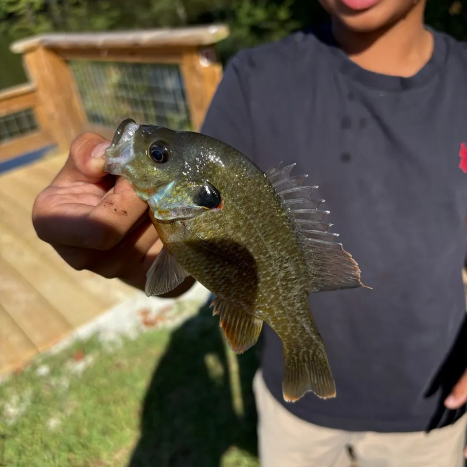 The most recent Redear x bluegill catches on Fishbrain