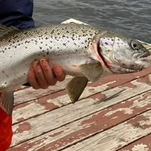 The most recent Landlocked atlantic salmon catches on Fishbrain