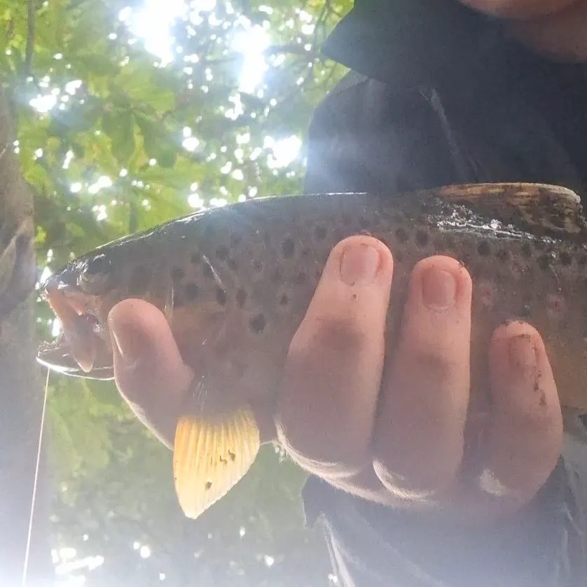 Brown trout caught on Fishbrain