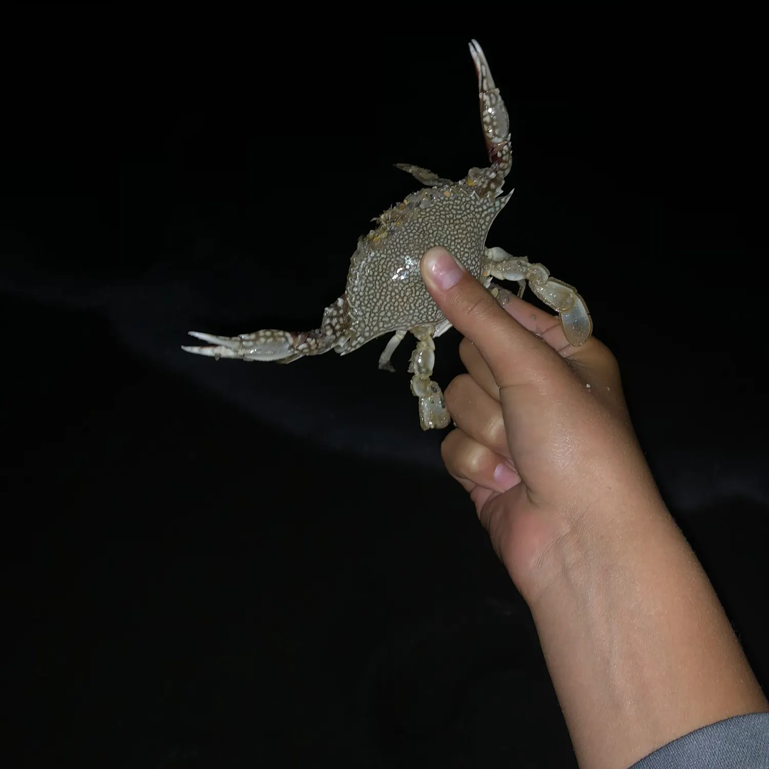 The most recent Slippery dick wrasse catches on Fishbrain