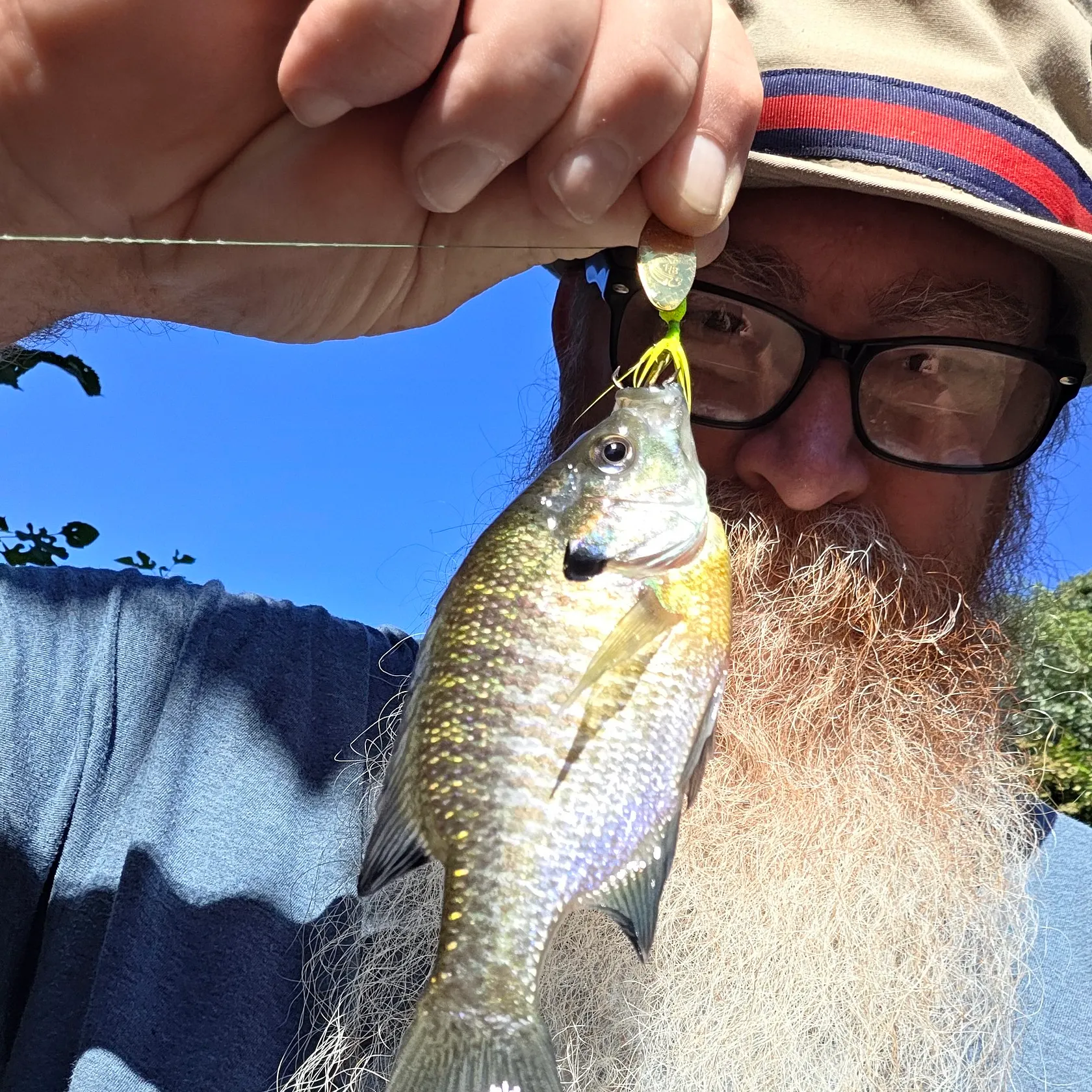 Bluegill caught on Fishbrain