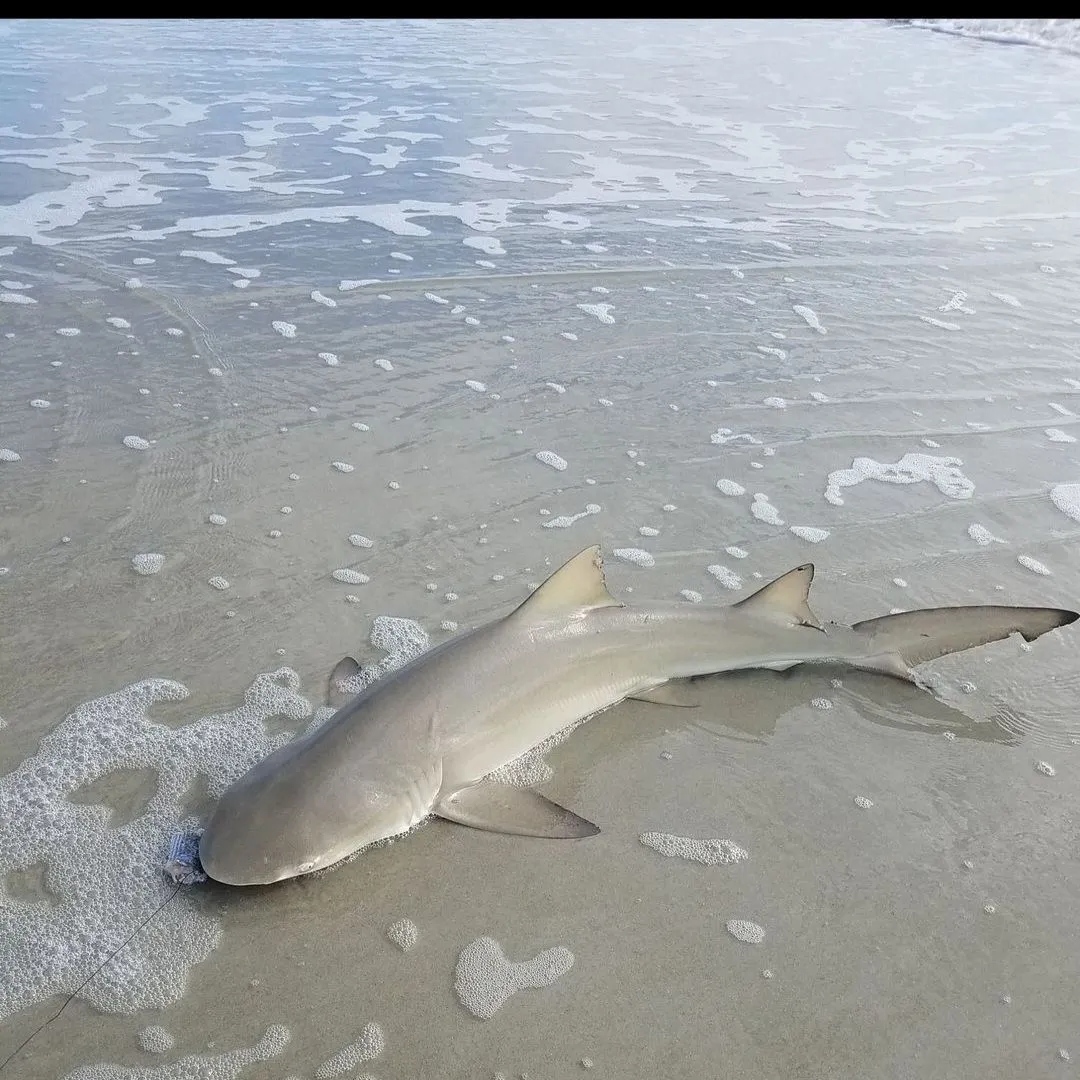 Lemon shark caught on Fishbrain